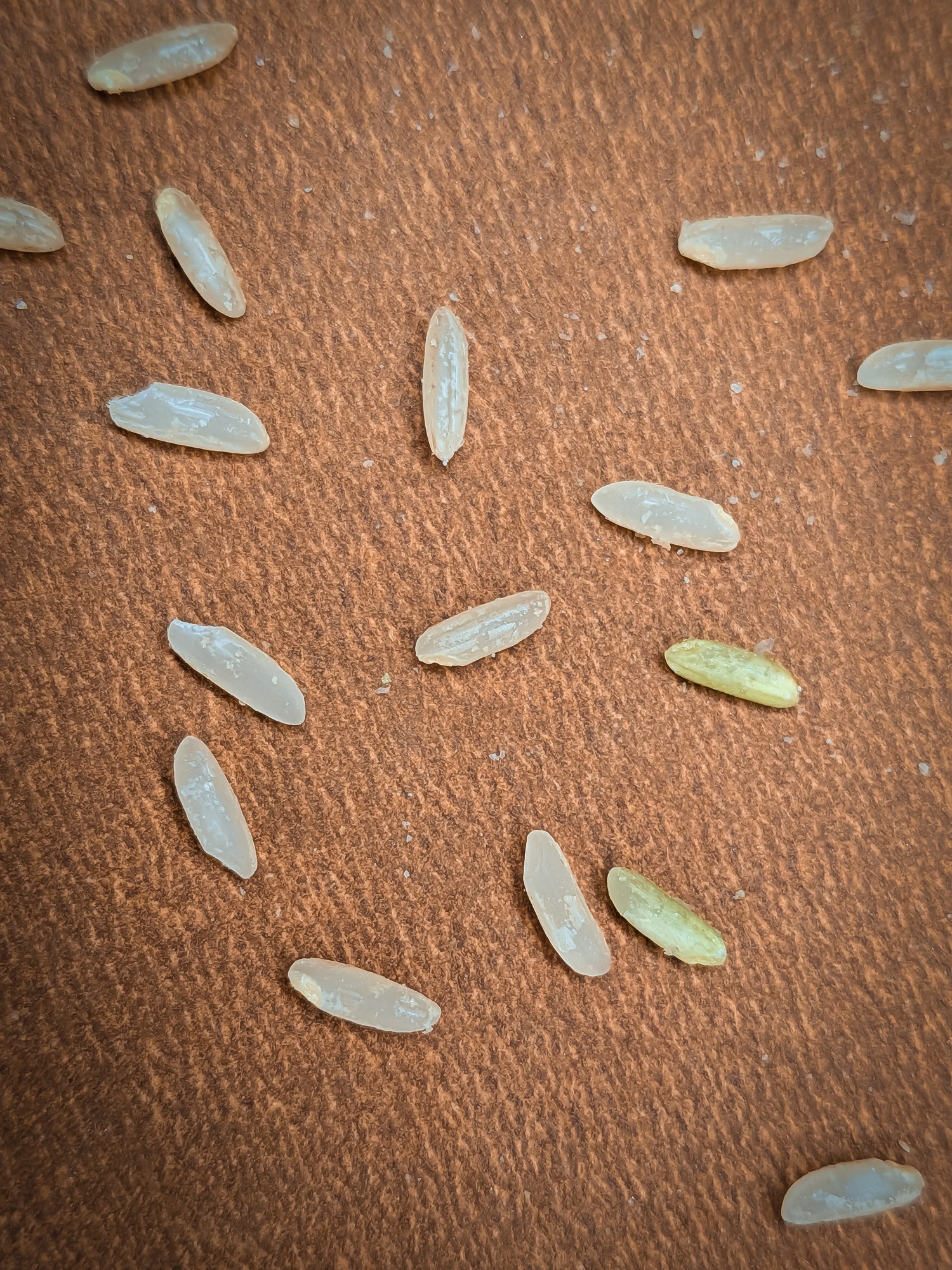 Mysore Malliga - Image 6